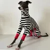 Dog Apparel Italian greyhound striped four legged clothing soft stretchy whippet winter warm dog 231127