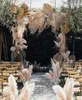 La nouvelle fleur séchée 20pcs / lot phragmites entières herbe de pampa décorative séchée naturelle pour la décoration de mariage à la maison bouquet de fleurs242v5114329
