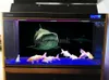 Dekorationer Anpassad akvarium Bakgrundsaffisch med Selfadhesive Shark Dubbelsidig PVC Ocean Fish Tank Wall Decor Landscape