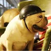 Abbigliamento per cani Protezione di sicurezza elegante Caschi per motociclette Forniture per animali Berretto da caccia Cappello per gatti