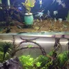 Decoraties boomwortel tak decor aquarium aquarium vissen tank drijfhout aquarium ecologisch regenwoud landschap fijne wortel decoratie rattan