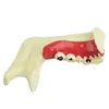 Dental Endodontic Treatment Model Anatomy Tissue Anatomical Model Anatomy Of Gums Study Dental Materials