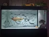 Dekoracje Mr.Tank HD Aquarium Tła plakat 3D Effect Grey Dragon Cameo PVC Tank Tank Naklejka dekoracje