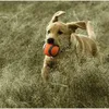 トップスペットドッグゴムボールおもちゃのための犬の噛む犬の噛むおもちゃの抵抗面白いフレンチブルドッグパグおもちゃ子犬ペット犬トレーニング製品