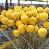 Decorative Flowers Natural Yellow Billy Button Balls Plant Dried Flower Real Decoration Wedding Family Table Vase Flores Arrangement