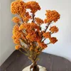 Fleurs décoratives 50g Naturel Millet Fruit Fleur Séchée Artificielle Pour La Décoration De Mariage Saint Valentin Idées Cadeaux Décor De Pâques 2023 Pampa