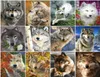 Azqsd diy pintura animal por número kits de pintura em tela imagens sem moldura por números imagem de lobo para sala de estar decoração de casa 6615108