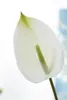 Flores decorativas 2pc 3d Impressão LATEX Palm Anthurium Artificial Decoration Fake Flower Flower Wedding Party Event Decor Floral