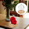 Vorratsflaschen Glockenglas Display Dome Glass Small Cloche mit Sockel