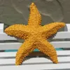 Obiekty dekoracyjne figurki dekoracja żywica akwarium Mini Ornament 2PCS Morza Śródziemnego Starfish Wall Aquarium Home Beach Work Wedding 231128