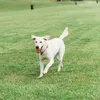 Jouets pour chiens à mâcher respirez à droite balle de récupération chien de compagnie chiot jouet à mâcher pur caoutchouc naturel non toxique jeu en plein air petit grand chien balles drôles 231129