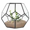Czarny szklany pentagon geometryczny terrarium pojemnik na okno wystrój kwiatowy garnek balkonowy sadza