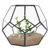 Schwarzes Glas, fünfeckig, geometrisch, Terrarium, Behälter, Fensterbank, Dekor, Blumentopf, Balkon, Pflanzgefäß, DIY-Display-Box, keine Pflanze, T200104206W