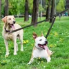 Halsbanden Lijnen Geen verwarring Dubbele hondenriem Sterk 2-weg COUPLER Hondenriem Touw Elastisch Verlengd Reflecterend voor Dubbele Twin Kleine Middelgrote Honden Artikel 231129