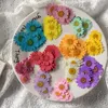 Dekorative Blumenkränze, 2–3 cm, Gänseblümchen, gepresste, getrocknete Blumen für Harz-Anhänger, Halskette, Schmuckherstellung, Handwerk, DIY, Nagelkunst, Sammelalbum, 50 Stück/P