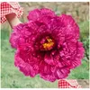 Party Decoration Children Use Flower Prop Child Dancing Perform Elasticity Hand Flowers Kids Red Blue Yellow Artificial Peony 67 62S Dhogx