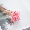 Dekoracyjne kwiaty wieńce 30pcs suszone zachowane mini kwiat stokrotki naturalny świeży ślub bukiet stół