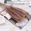 Dried Flowers 100Pcslot Cream Pampas Grass Fluffy Room Phragmites Decoration Natural Bunny Tail Grass Dried Flowers Bouquet Boho Home Decor 230204