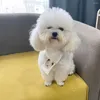 Собачья одежда стильная повседневная кошачья шея в шейке Shecessy Acsessy Dog