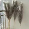 20PC Dried Flowers CM Natural Artificial Cultivation Pampas Grass Large Real Reed Bouquet Decor for Home Wedding Decoration Y