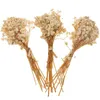 20 PZ Fiori Secchi Fiore Babysbreath Breath Bouquet Babys Rami Gypsophila Vaso Steli Naturali Decorazione Secca Permanente Artificiale Baby Y