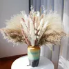 20pc Flores secas Pampas Grass Reed Flores Decoração artificial Fleur Artificielle Fleurs Sechees Decoração de casa