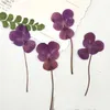 Dekorativa blommor kransar pansy diy handgjorda material torkade pressade verkliga växtprover grossistfri leverans 120 pcsdecorative