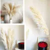 20PC Dried Flowers Natural Pampas Grass Fluffy Bouquet Boho Home Style Wedding Arch Decor Living Room Arrangement Y