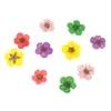 Nail Art Süslemeleri 50 Adet 3D Kurutulmuş Çiçekler Sticker Beş Petal Çiçek Malzemeleri Için Renkli Doğal Gerçek Kuru Çıkartma Stac22