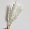 Flores decorativas Bulrush colorido grama natural seco artificial caseiro de casamento Acessórios de decoração de decoração longa de buquê