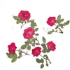 Flores decorativas Pressionada Flor de rosa seca com herbário de folhas de caule para jóias de resina epóxi Fazendo prego de maquiagem de maquiagem de face de maquiagem