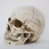 Dekorativa föremål Figurer 1st skeletthuvudmodell harts Hantverk Skull Högkvalitativ statyer Skulpturer Replika Skull Decor Prop Halloween Heminredning 230210