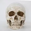 Dekorativa föremål Figurer 1st skeletthuvudmodell harts Hantverk Skull Högkvalitativ statyer Skulpturer Replika Skull Decor Prop Halloween Heminredning 230210