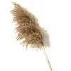 Decorative Flowers & Wreaths 10pcs 60cm Reed Natural Dried Pampas Grass Phragmites Plants Wedding Flower Bunch For DIY Home Decor Coffee Po