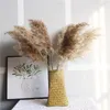 Decorative Flowers & Wreaths 10pcs 60cm Reed Natural Dried Pampas Grass Phragmites Plants Wedding Flower Bunch For DIY Home Decor Coffee Po