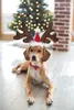 犬のアパレルクリスマスコスチュームヘッドウェアアクセサリー犬エルクトナカイ角のヘッドバンドとサンタハットペット