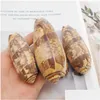 Charms 50100 mm Big Conch Naturalny czerwonouth Olive Sea Shell Home Decor Dom DIY Rzemiosła do biżuterii tworzących ozdoby Dro DHV9D