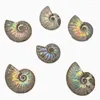 Dekorative Figuren aus Madagaskar, natürlicher schillernder Ammonit, Ammolit-Facettenexemplar, Mineralstein, Muschel, paläontologische Schnecken-Sammlerstücke