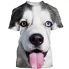 Erkek Tişörtleri Dogtiger Huskygolden Retriever Erkekler/Kadınlar Moda Serin 3D Baskılı Tişörtler Günlük Stil Tshirt Street Giyim Üstleri