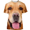 Erkek Tişörtleri Dogtiger Huskygolden Retriever Erkekler/Kadınlar Moda Serin 3D Baskılı Tişörtler Günlük Stil Tshirt Street Giyim Üstleri