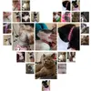 Hondenkragen kat halsband voor huisdieren