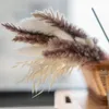 Decorative Flowers 30-60pcs Special Offer Dekoration Reed Natural Dried Small Pampas Grass Phragmites Artificial Plants Wedding Flower