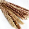 Fleurs décoratives 30-60pcs Offre Spéciale Dekoration Reed Naturel Séché Petite Herbe De Pampa Phragmites Plantes Artificielles Fleur De Mariage