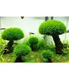 水槽植物の苔の木の装飾造園木製植物の根の流木水生植物草アクアリウムアクセサリー（モスなし）