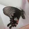 Decorative Objects Figurines 10PCS Real Butterfly Specimens without Spreading Wings DIY Practice Making Materials 230217