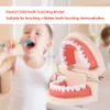 Modelo de enseñanza de dientes infantiles dentales Herramienta de demostración estándar de dientes adultos para niños que estudian244l