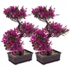 Fleurs décoratives bonsaï pin artificiel faux argent arbres de verdure japonais cèdre intérieur mini cyprès genévrier ornement vert en pot