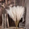 Flores decorativas 5pcs insy estilo pampas grama grama artificial de alta qualidade bouquet plantas falsas para decoração de varanda de jardim de quarto de casa