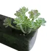 Decorative Flowers 1Pc Artificial Plastic Plants Succulent Simulation Frost Lotus Cacus Mini Landsc