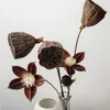 Decorative Flowers 3Pcs Lotus Natural Farmhouse Plant Branch Fall Decorations For Home Party Office Pressed Floral